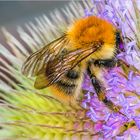 Das Bad in den Blütenpollen