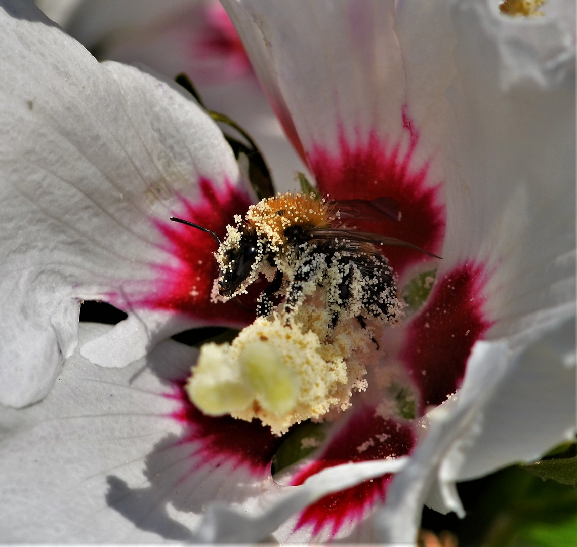 Das Bad in den Pollen.....