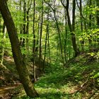 Das Bächlein ganz tief im Wald