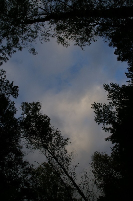 Das Baum Herz im Himmel