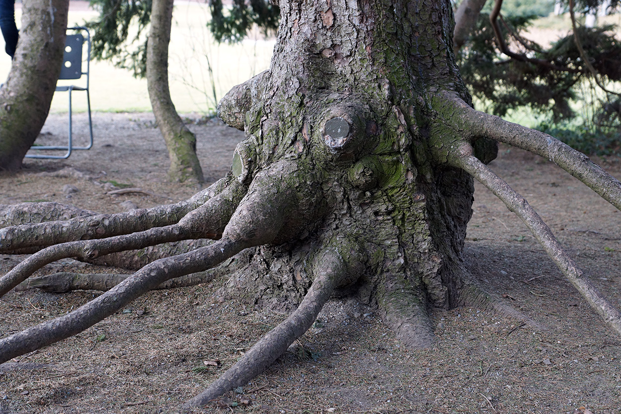 das Baum Ungeheuer