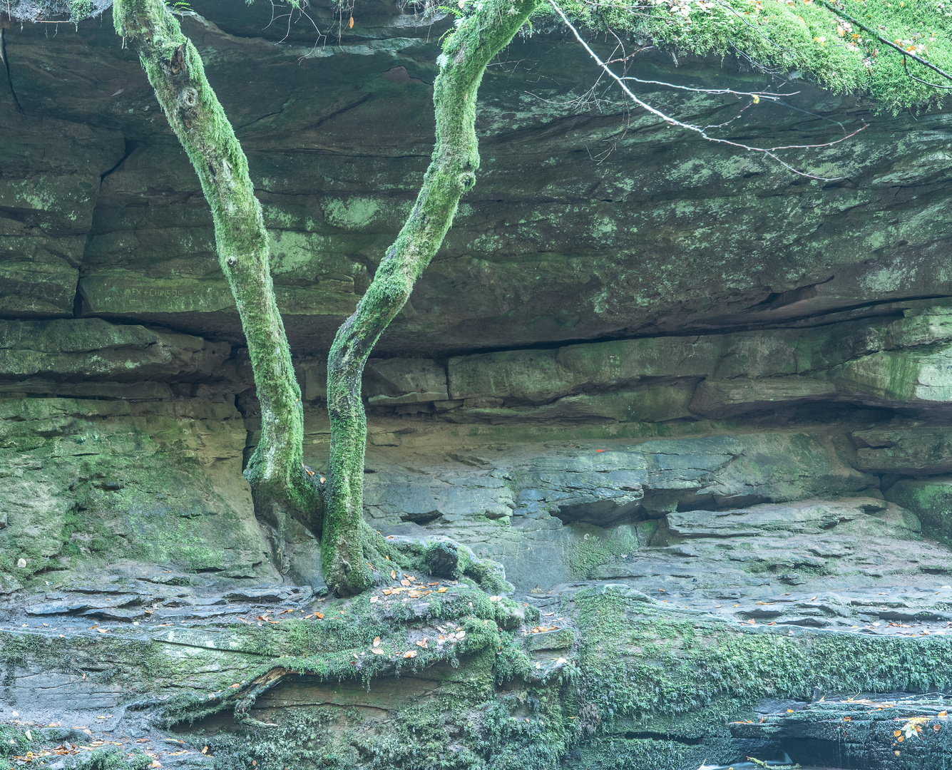 Das Baum-V mit falschem Weißabgleich