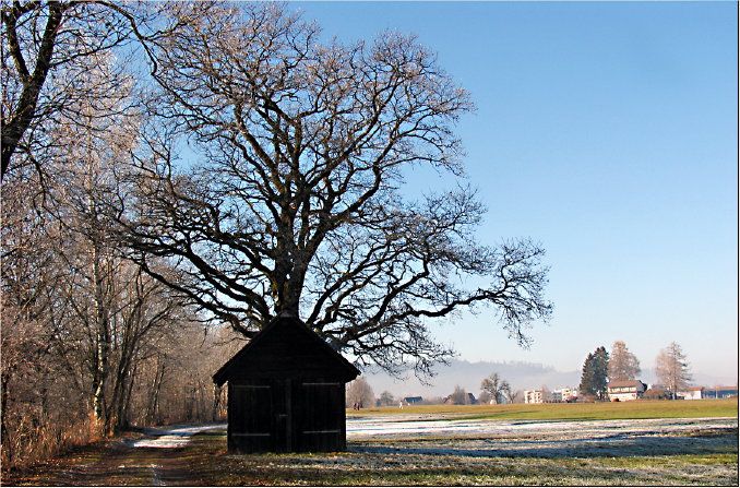 das Baumhaus, das über dem Nebel lag...