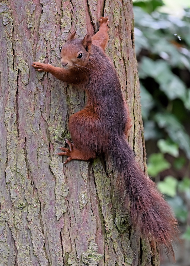 Das Baumhörnchen