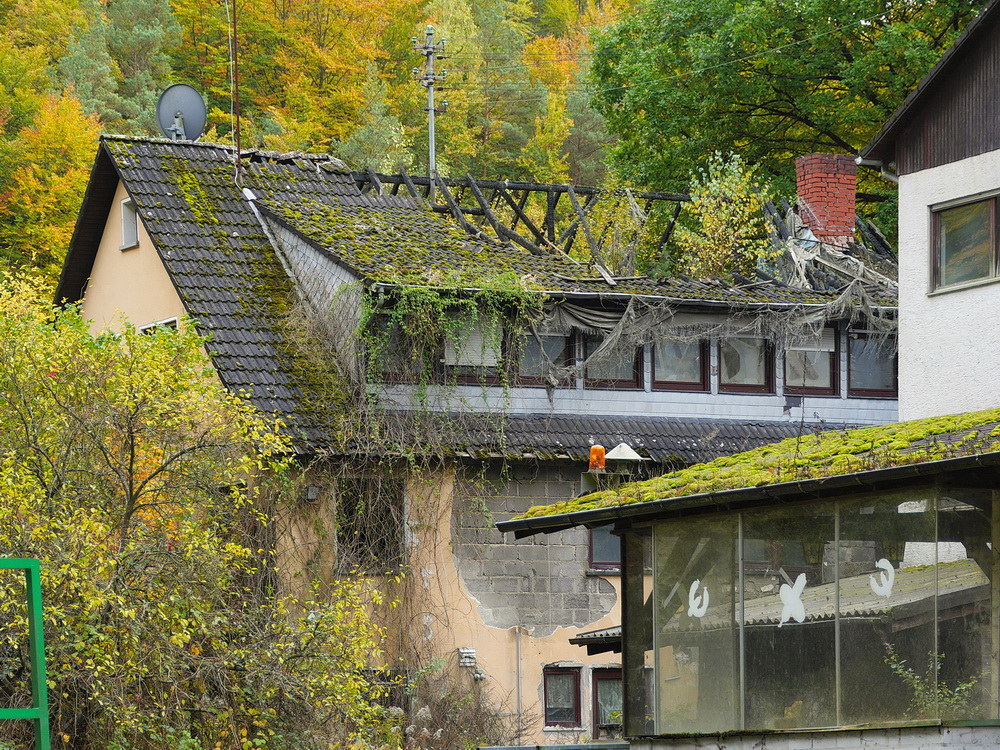 Das begrünte Dach