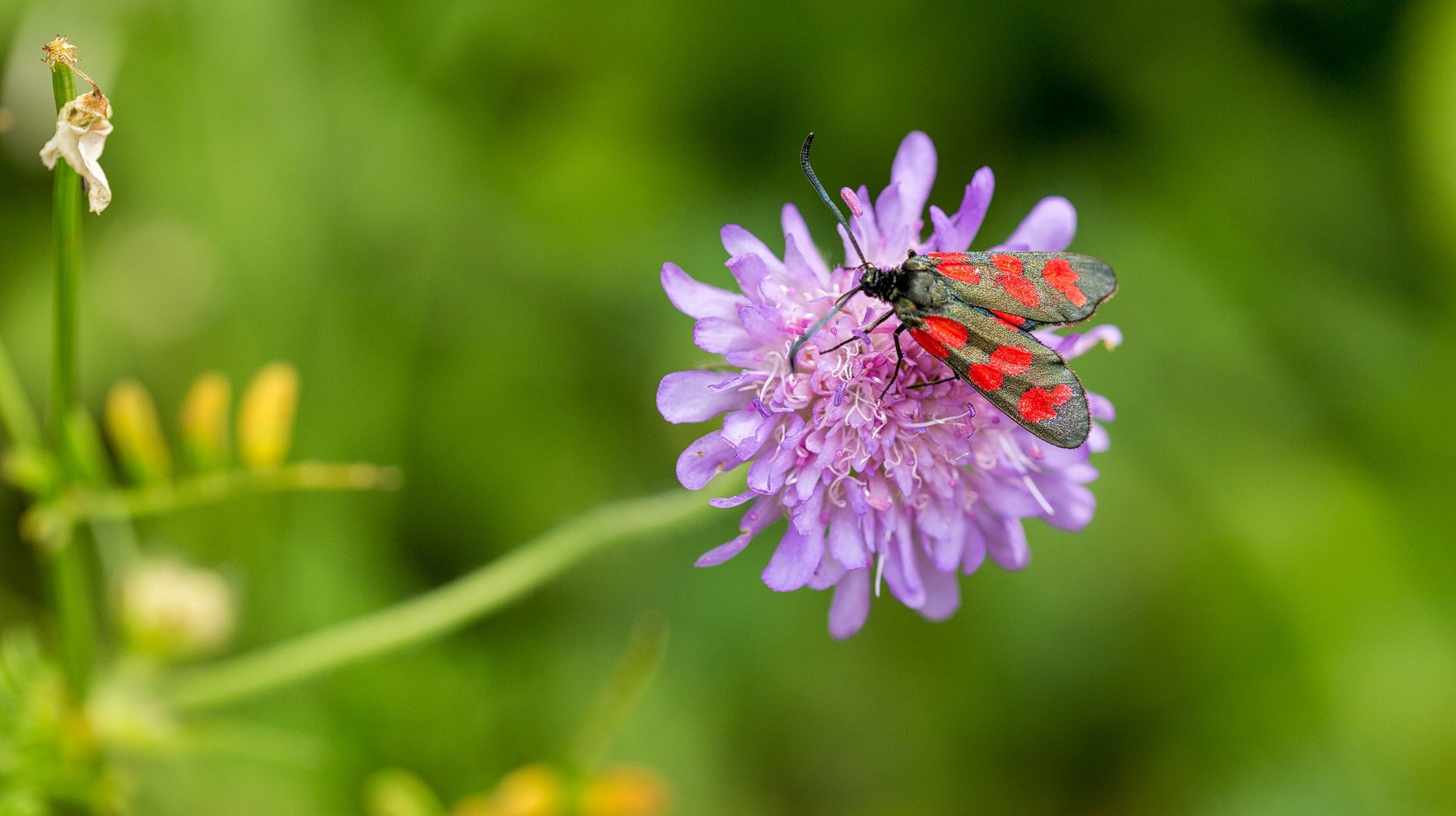 das Beifleck-Widderchen (Zygaena loti) ...