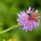 das Beifleck-Widderchen (Zygaena loti) ...