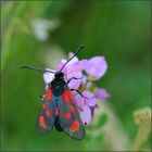 Das Beilfleck-Rotwidderchen ...... (Zygaena loti) 