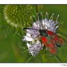 Das Beilfleck Widderchen (Zygaena loti) ...