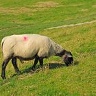 Das berühmte ostfriesische Traditionstier bei der Arbeit