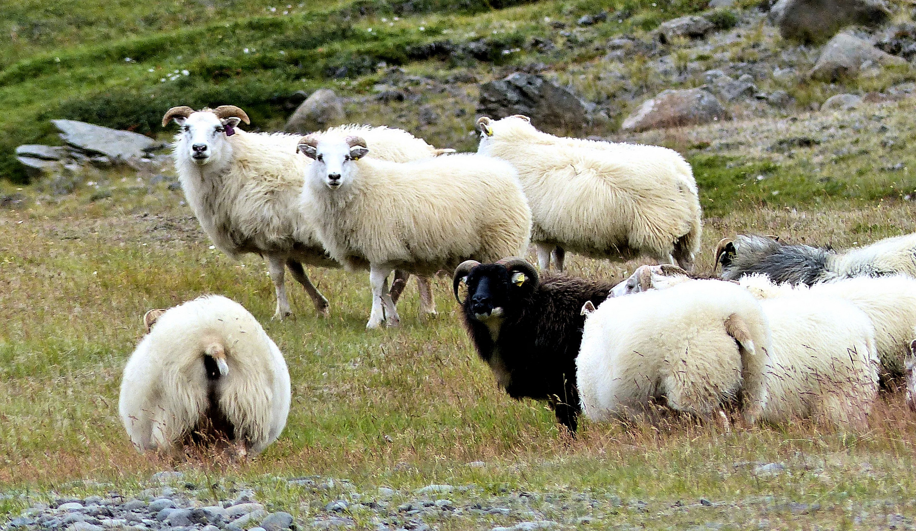 Das berühmte schwarze Schaf :-)