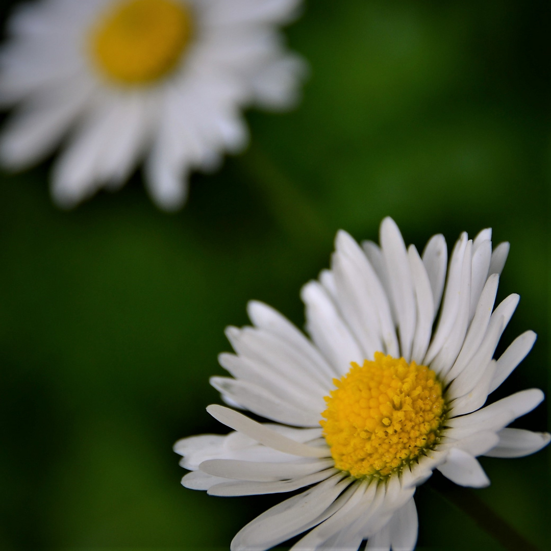 Das bescheidene, hübsche Gänseblümchen.....