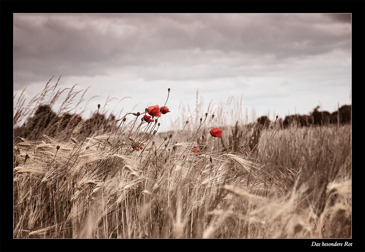 Das besondere Rot