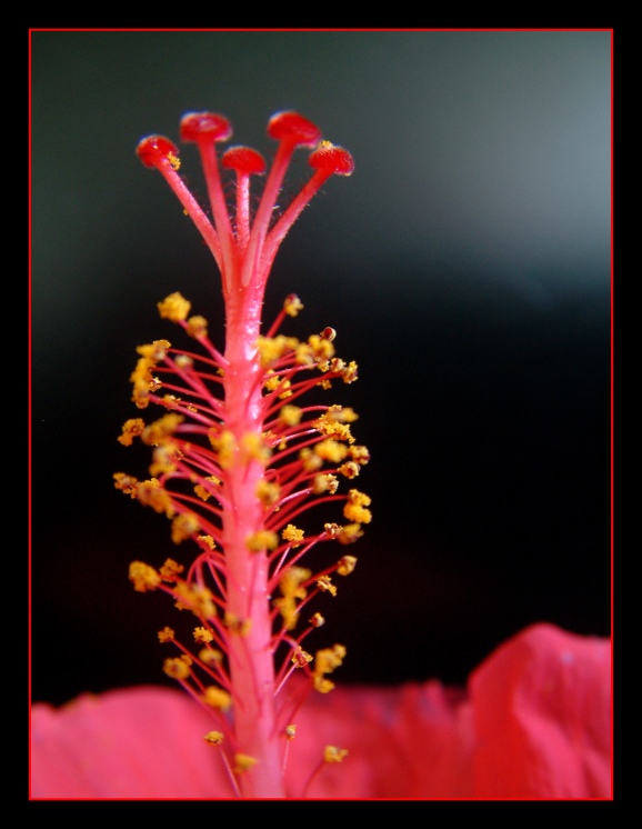 Das beste Stück... des Hibiscus