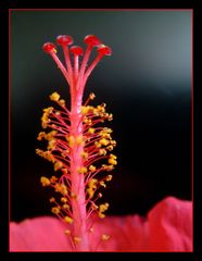 Das beste Stück... des Hibiscus