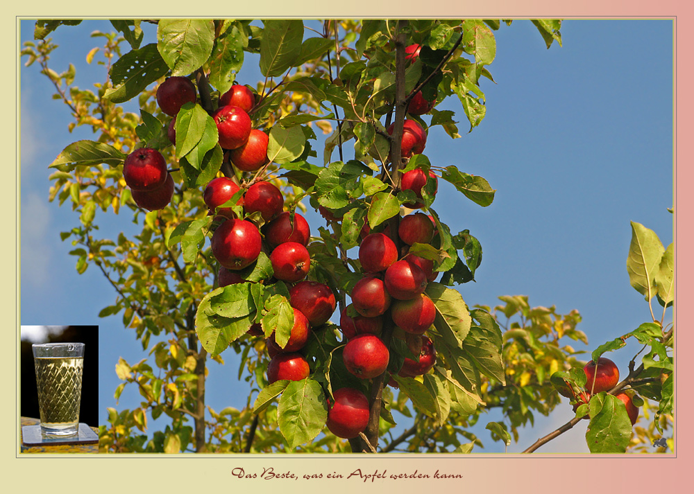 Das Beste, was ein Apfel werden kann