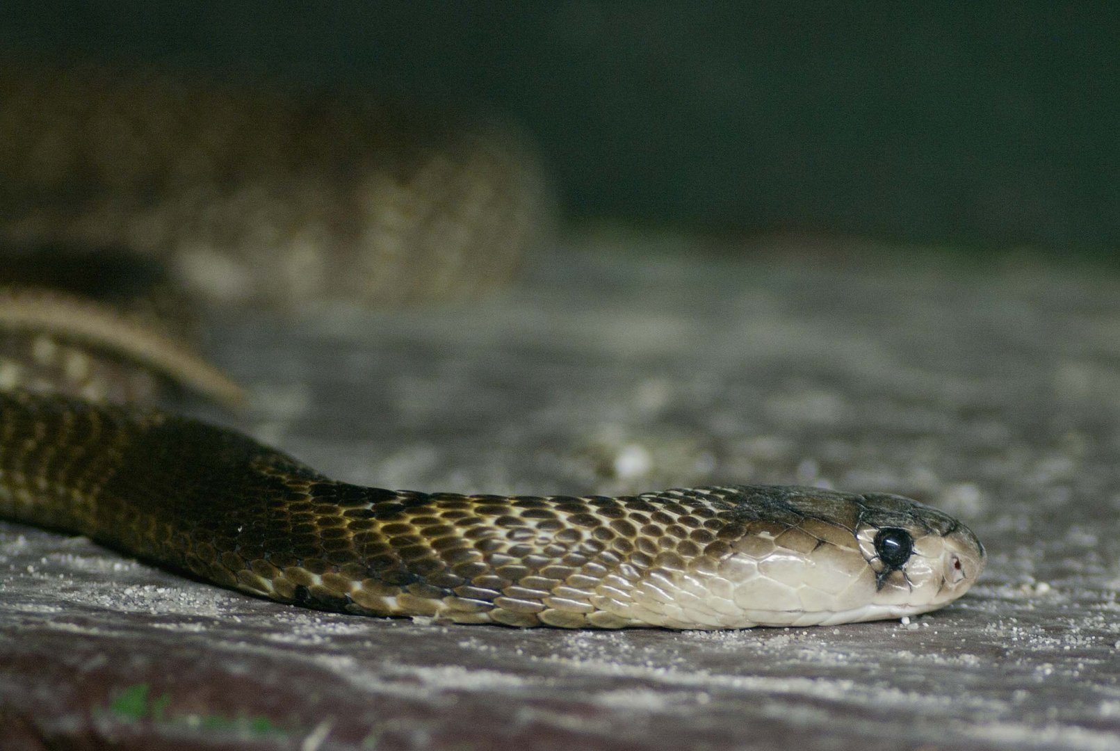 Das Beste zuletzt: Hochgiftige Brillenschlange fotografiert im Regensburger Reptilienzoo