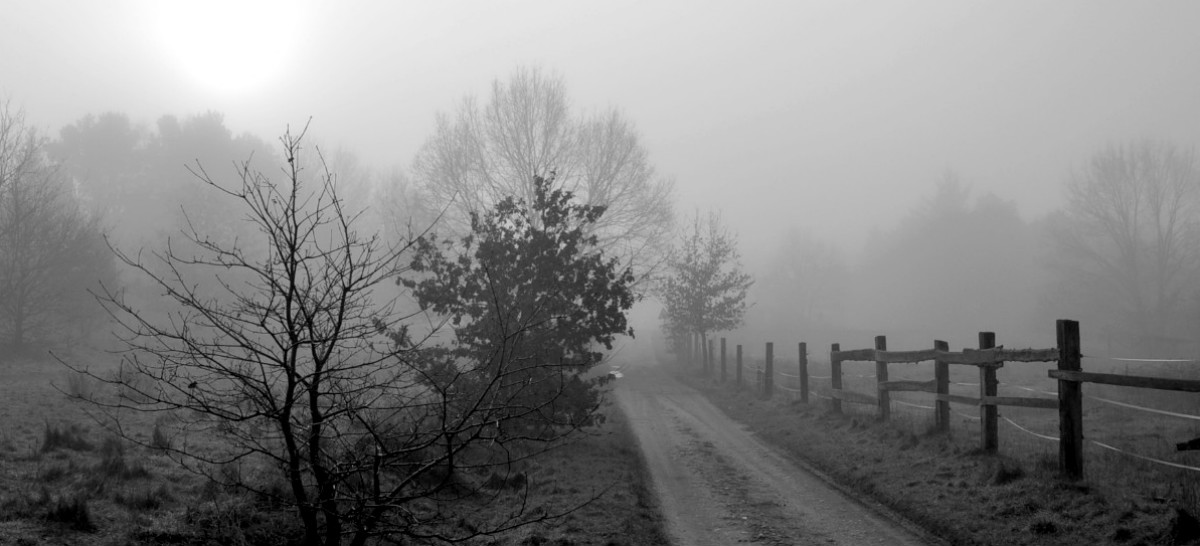 Das Betrachten der Sonne im Nebel