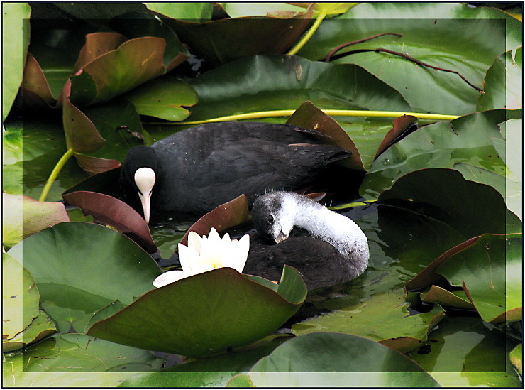 das Bettchen gemacht... die Seerose wacht :-)