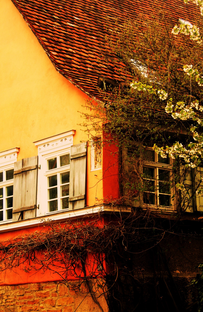 das bewachsene alte Haus im Frühling