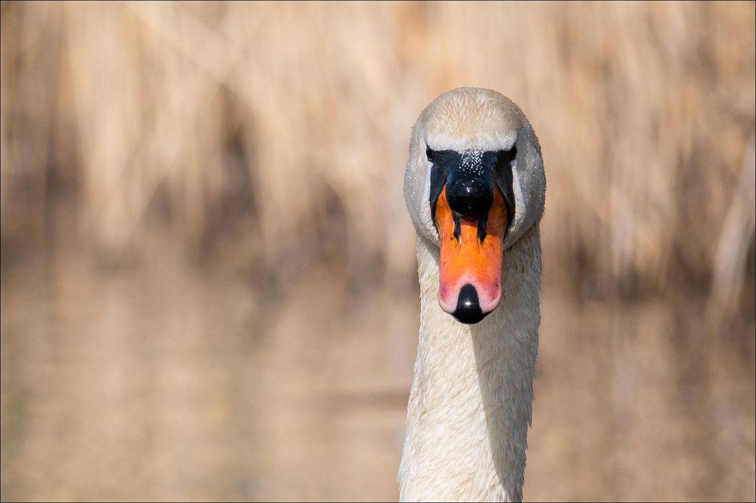 Das Bewerbungsfoto