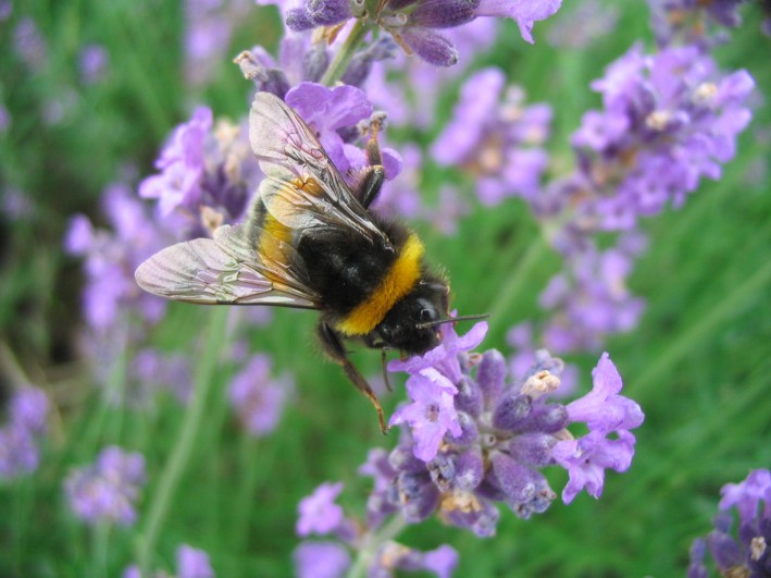 Das Bienchen