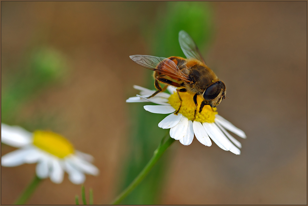 Das Bienchen