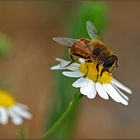 Das Bienchen