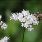 das Bienchen auf dem Baldrian