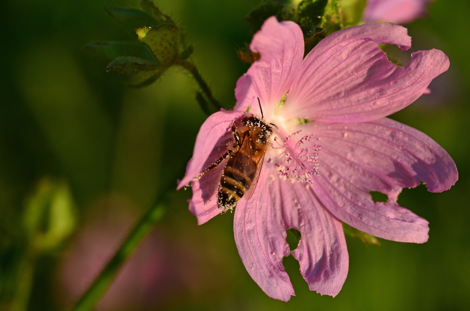 Das Bienchen auf der Moschusmalve