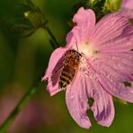 Das Bienchen auf der Moschusmalve