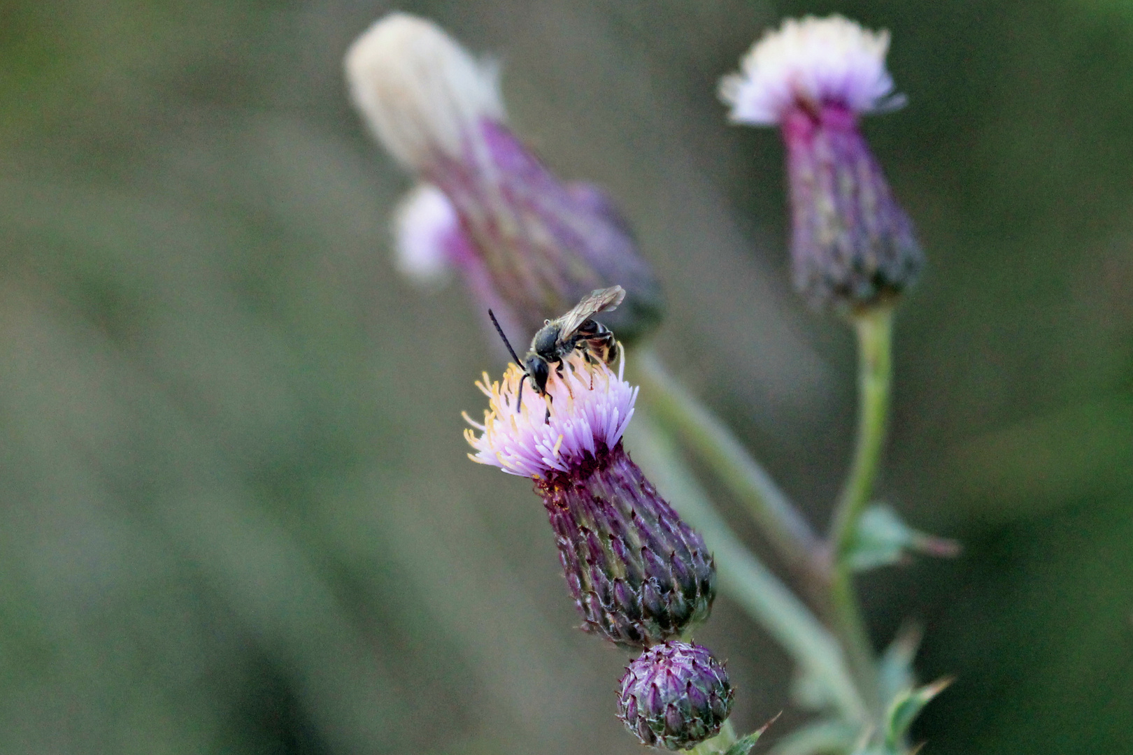 Das Bienchen