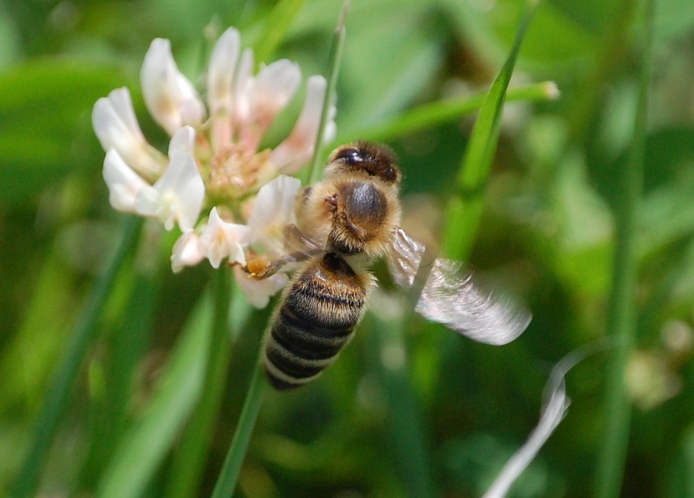 das Bienchen beim Start