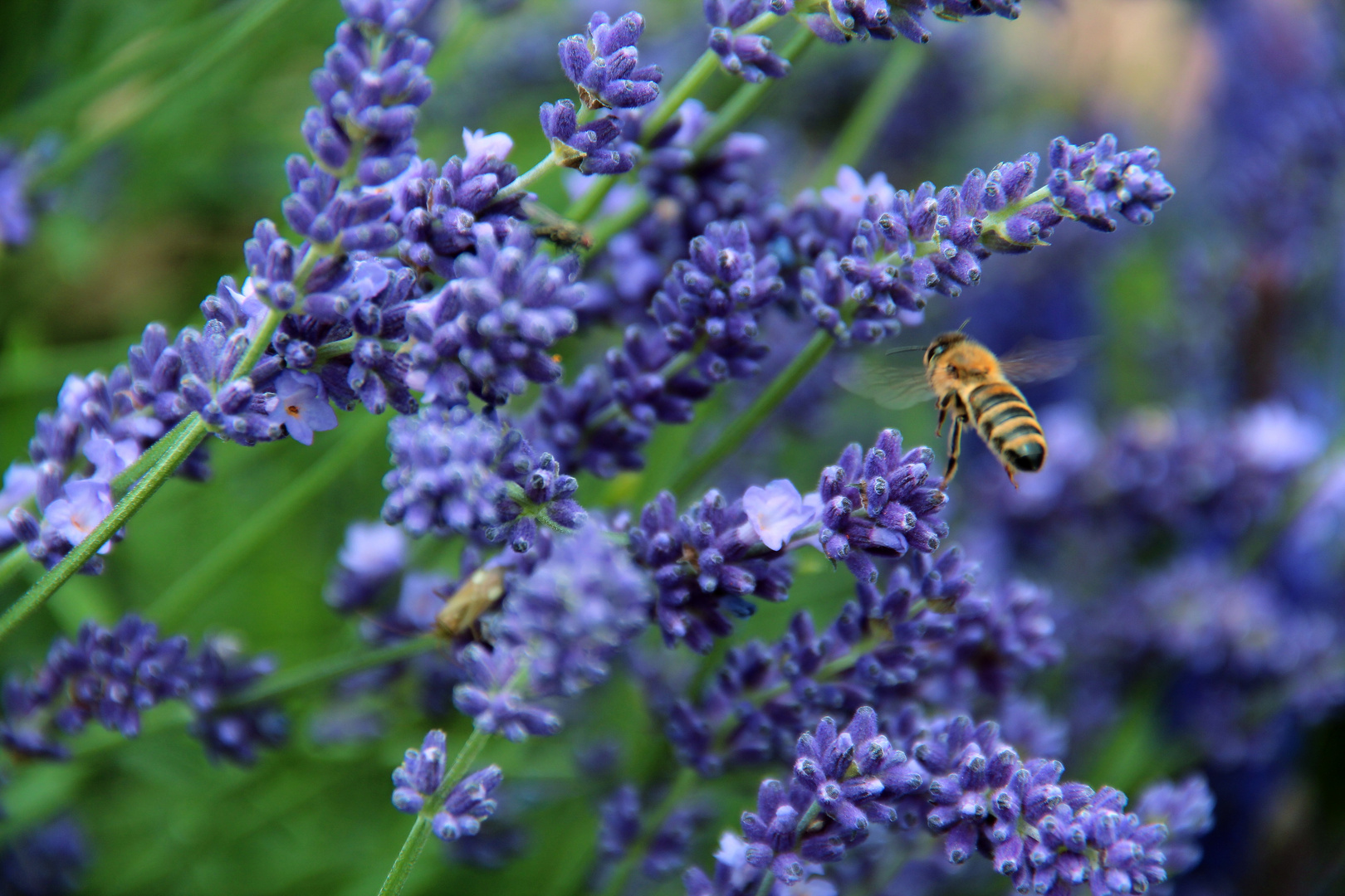 Das Bienchen