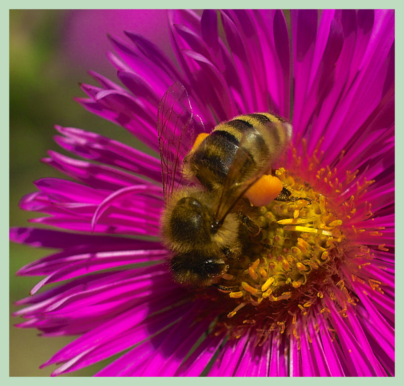 Das Bienchen hat die Hosen voll.