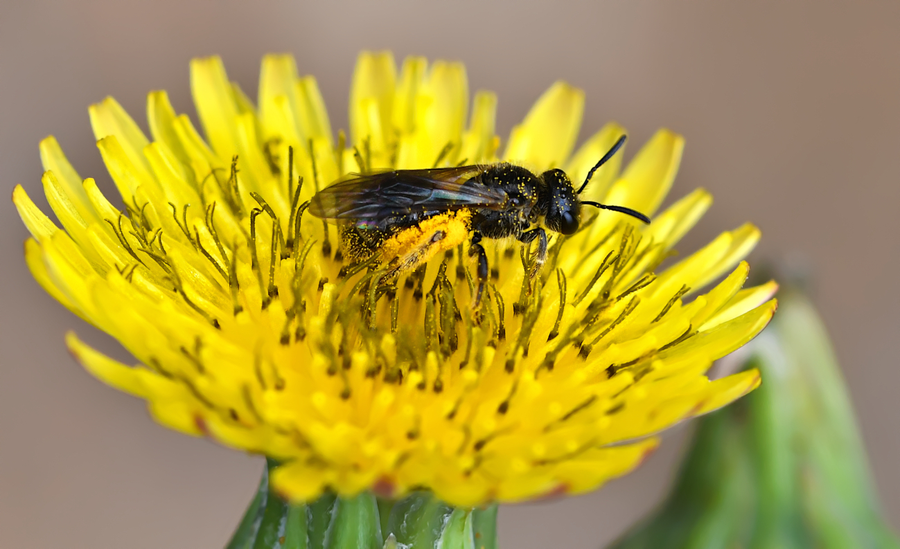 Das Bienchen in der Blüte...