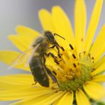 Das Bienchen saugt das Blümchen leer