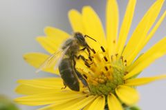 Das Bienchen saugt das Blümchen leer