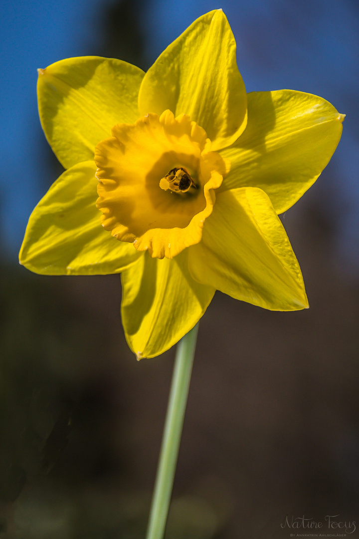 das Bienchen und das Blümchen