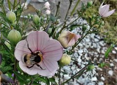 das Bienchen wünscht einen schönen Sonntag...