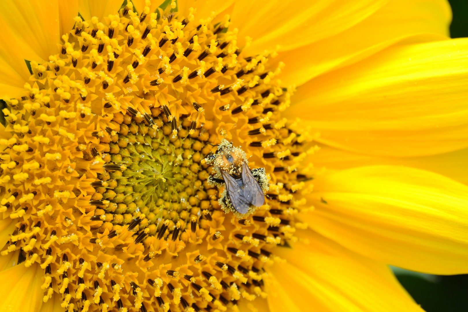 Das Bienen-Pollen-Bad