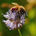 Das Bienenjahr neigt sich dem Ende zu