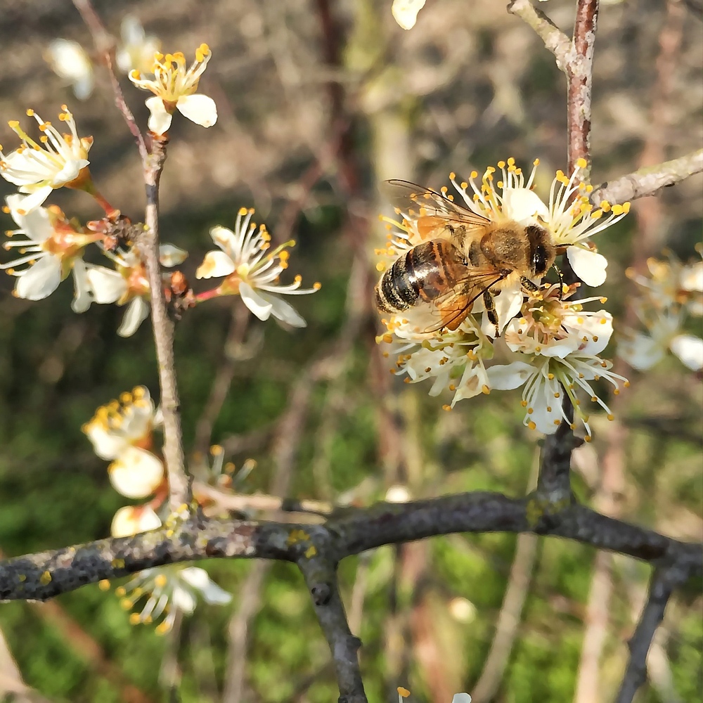 *Das Bienenlied*