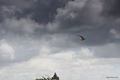Das Bild mit den Wolken, der Möwe und dem Leuchtturm