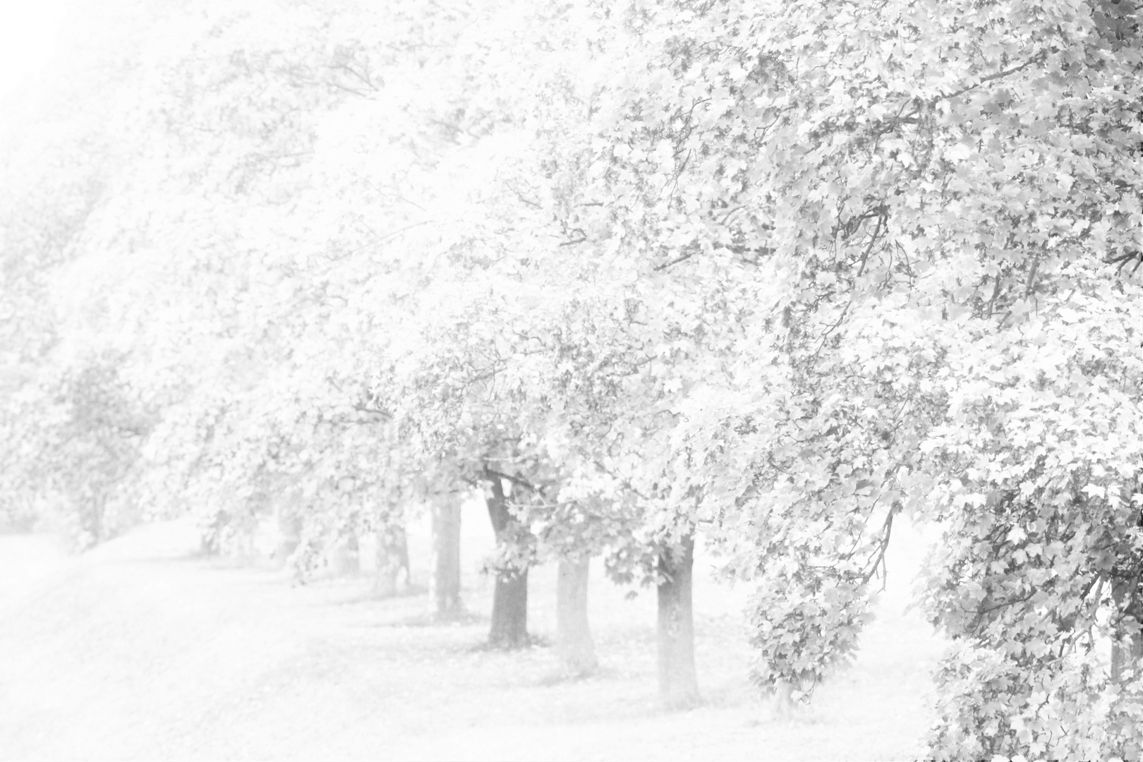 das Bild zu Ludovico Einaudis white trees von mir 