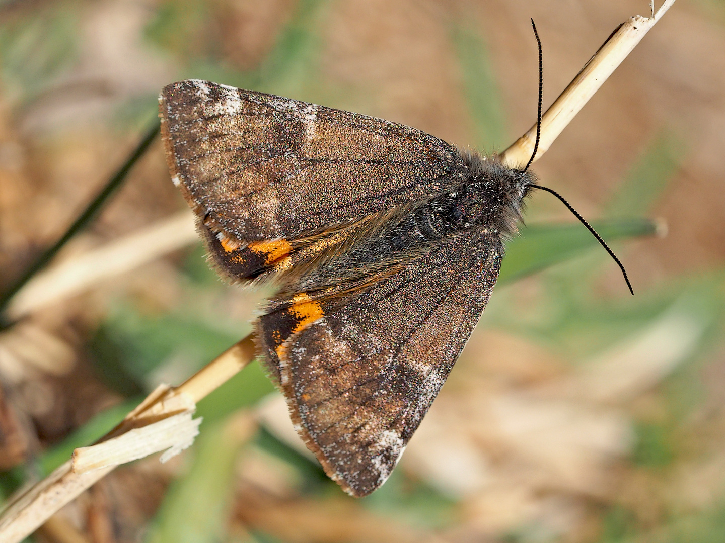 Das Birken-Jungfernkind (Archiearis parthenias) ... 