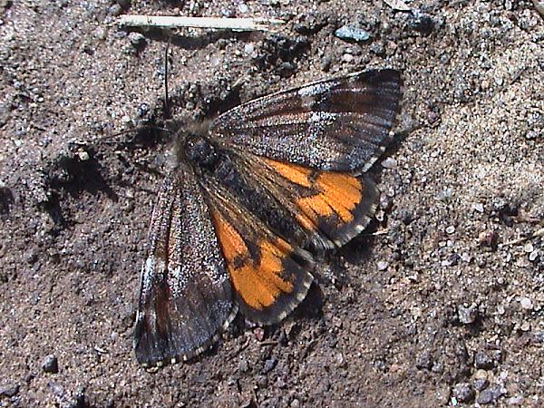 Das Birken-Jungfernkind