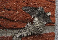 Das Birkenspanner Paar