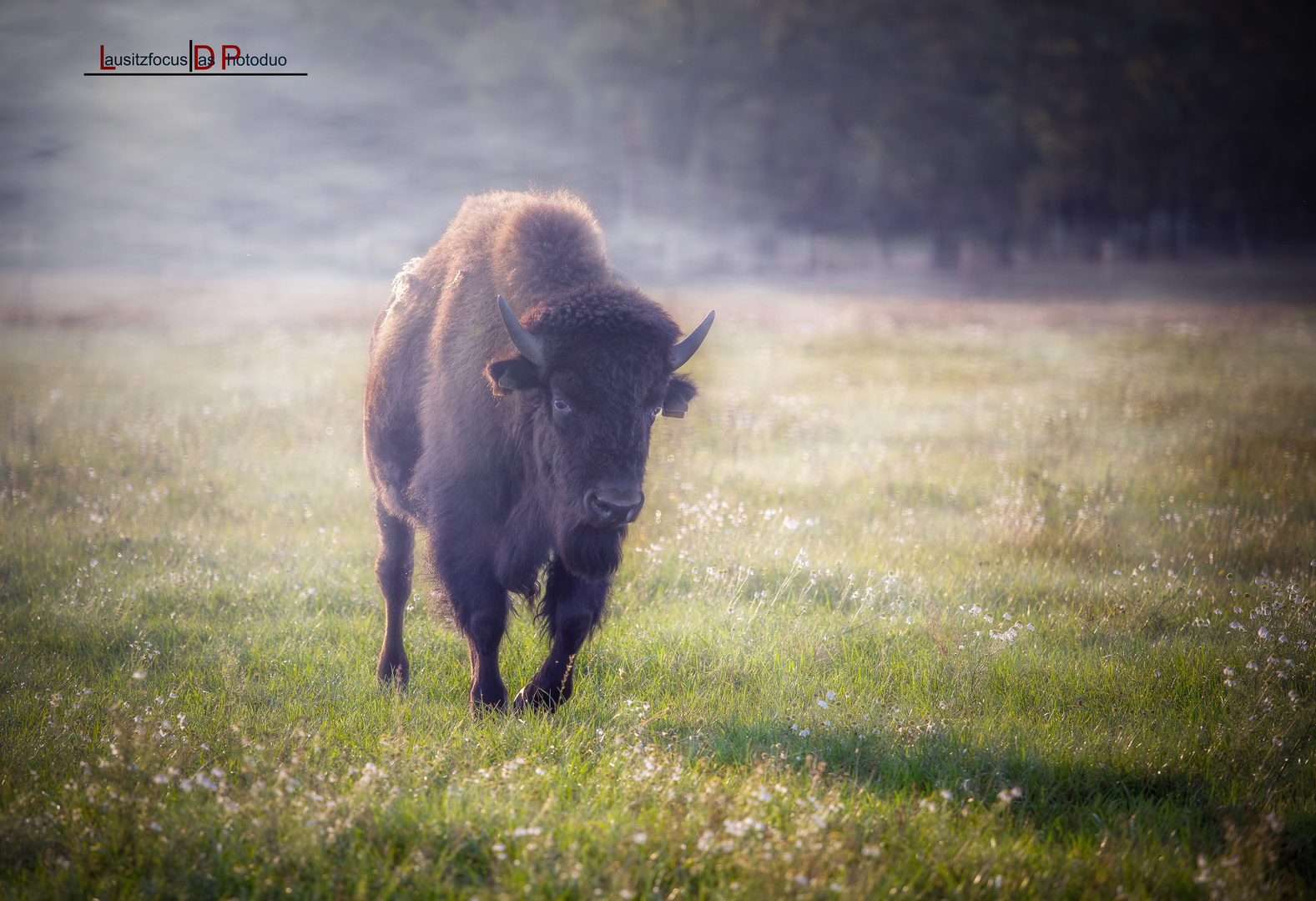 Das Bison