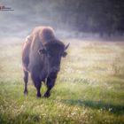 Das Bison